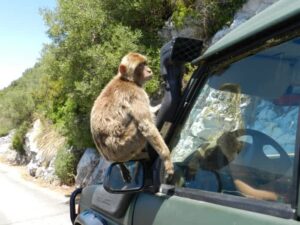Gibraltar are maimute