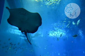 SEA-aquarium-sentosa-singapore