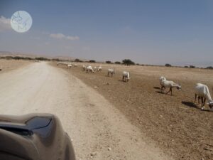 Safari in Rezervatia Naturala Yotvata din Israel