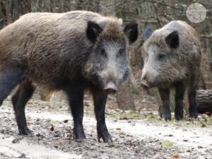 In parcul natural din Saciova, Covasna