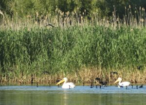 Vacanta in Delta Dunarii, Romania