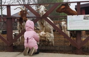 Ferma Animalelor