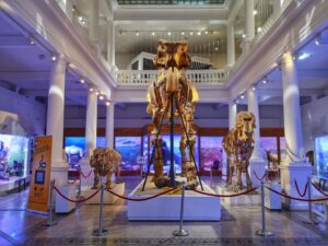 Muzeul Național de Istorie Naturală „Grigore Antipa”