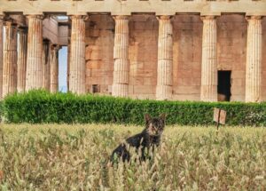 Top destinatii pentru iubitorii de pisici